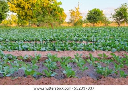 a front selective focus picture of organic chinese broccoli or chinese kale in agriculture farm.