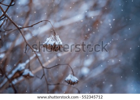 Winter background: the dry branches in the snow.