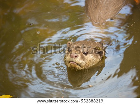 an otter  swim with the head up over the water look for some food