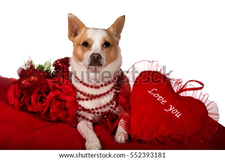 Chihuahua dog wearing colorful red beads sitting on a red pillow isolated on a white background posing with a red pillow that says I love you. Valentine Dog
