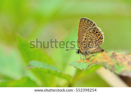 Butterfly (Freyeria putli formosanus) Taiwan's smallest gray butterfly