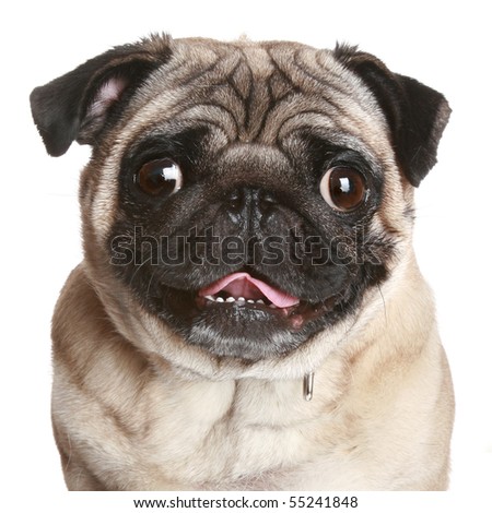 Pug portrait, isolated on a white background Royalty-Free Stock Photo #55241848
