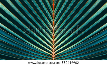 Striped of palm leaf, Abstract green texture background, Vintage tone Royalty-Free Stock Photo #552419902