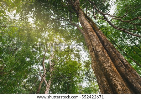 Upward view of tree in the forest Phu Soi Dao, Thailand.