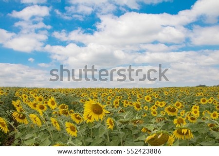 Beautiful fresh sunflower blooming with sunrise ,natural background, selective focus