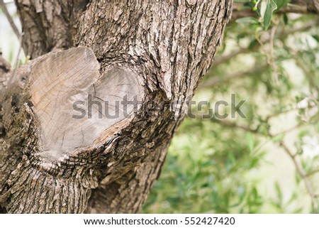 The cut on the tree trunk in the shape of heart