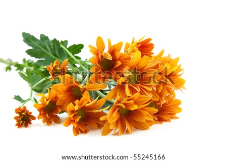orange Chrysanthemums flower, golden daisy, over white background