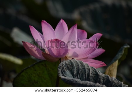 Lotus pink lotus pond