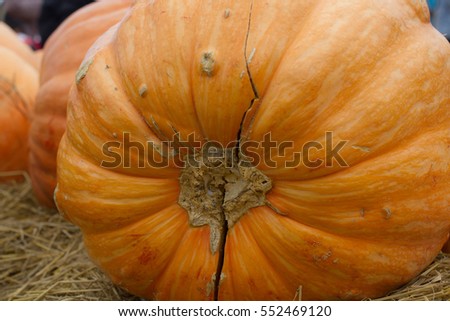 woman wears white  Bib pants, long legs there are Orange Giant pumpkins  in the car from the garden.