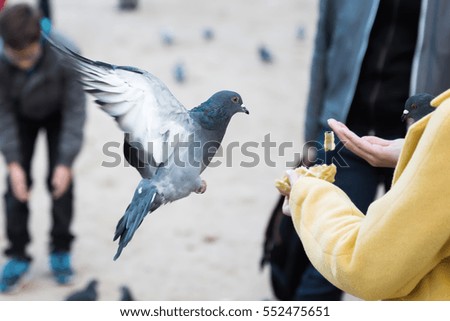 picture of a woman with feed and a flying dove