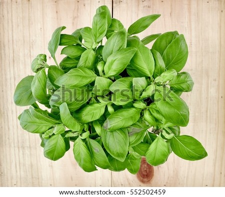 A studio photo of potted basil