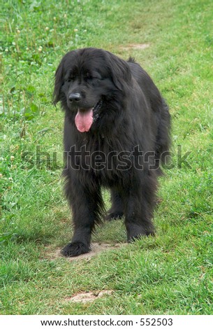 Newfoundland dog Royalty-Free Stock Photo #552503