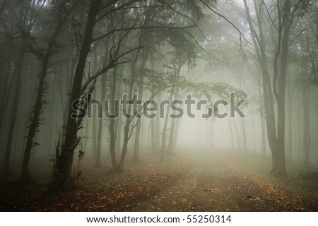 path through a forest with fog