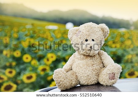 Lovely teddy bear with sunflowers fields natural background