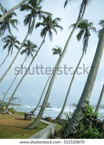 Coconut trees view of Hikkaduwa beach, Sri lanka