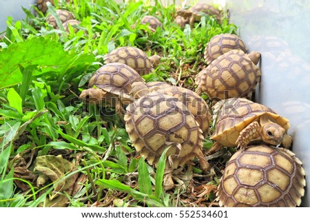 Close up Baby African spurred tortoise in the garden ,Slow life ,Funny Cute Baby Animal ,cute animal pictures make you smile