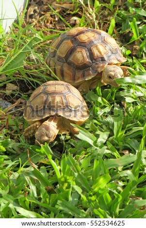 Close up Baby African spurred tortoise in the garden ,Slow life ,Funny Cute Baby Animal ,cute animal pictures make you smile