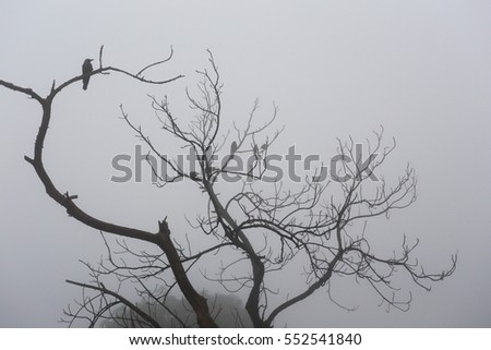 crows on tree branches in the mist