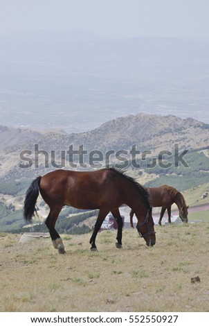 Horses in Sierra Nevada .The Sierra Nevada hosts the highest peaks of inland Spain.