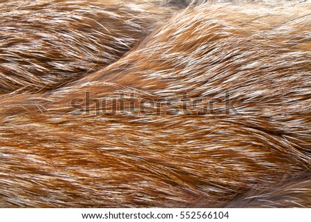 Texture of red fox fur, close up