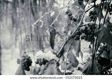 Winter, frost, forest in snow