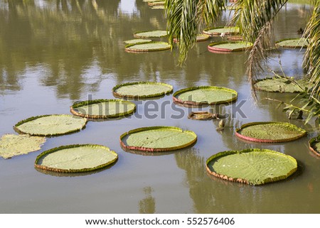 beautiful blossom lotus and leafs on the water