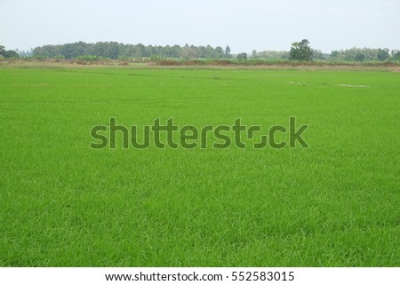 Rice field young green with blue sky, landscape picture in Thailand.