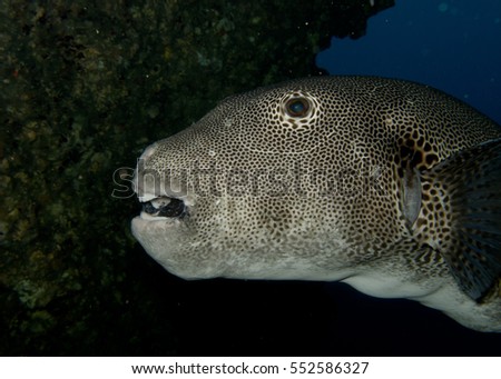 Giant puffer fish