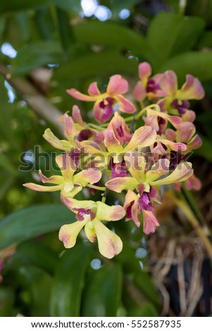 colorful Dendrobium