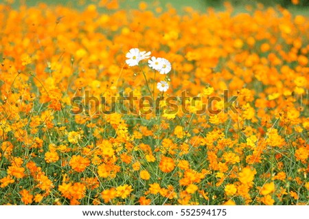 white cosmos among yellow cosmos flower blooming in the garden, field with green grass