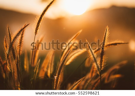Grass flower in sunset, vintage color tone