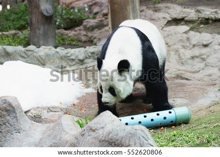 Big giant panda bear playing learn to find food.