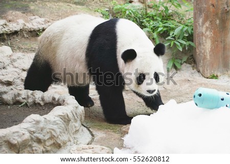 Big giant panda bear playing learn to find food.
