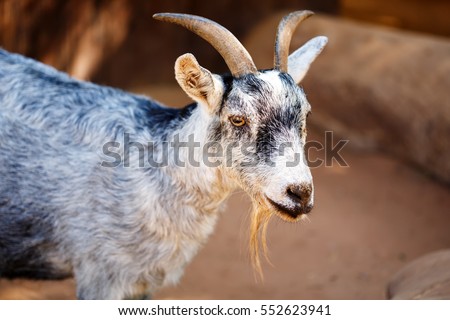 Grey goat close-up at the farm or contact zoo