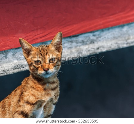 Cat soft focus background