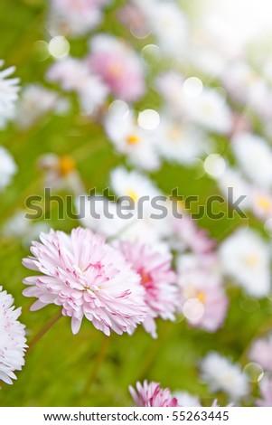  Field of daisies