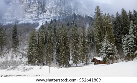 Snow laden Frozen trees in a high alpine forest in the french alps.