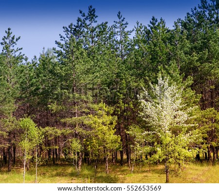 Spring landscape in the forest on the edge of young pines growing near them flowering pear.