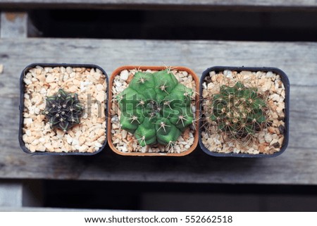
Cactus on wooden background