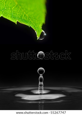 water drops falling down from green leaf, isolated on black Royalty-Free Stock Photo #55267747