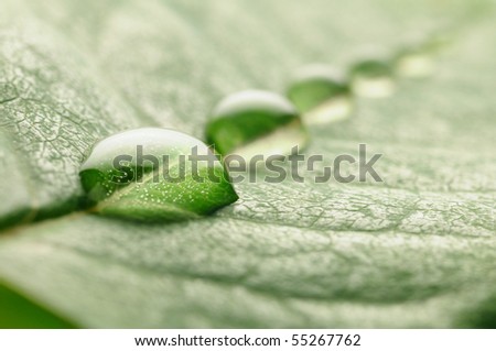 water drops on a leaf Royalty-Free Stock Photo #55267762