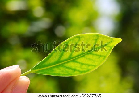 fresh green leaf in hand