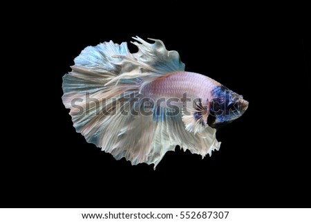 Siamese fighting fish fancy white and blue halfmoon Betta, Side view. Isolated on black background.