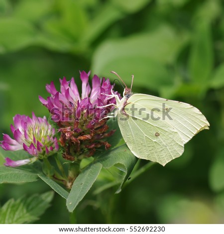 Belyanko (Latin Pieridae) - A family of butterflies with wings and white color pattern of yellow, orange and black spots and fields, with a club-antenna, in round-ovate triangular front and rear wings