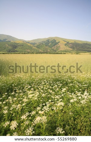 mountains green field