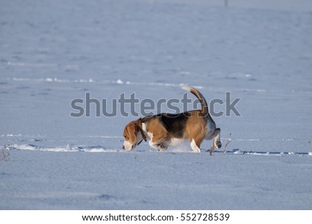 Beagle dog running in the snow on a cold sunny day