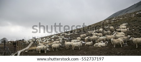 A group of sheep on the land under cloudy sky.