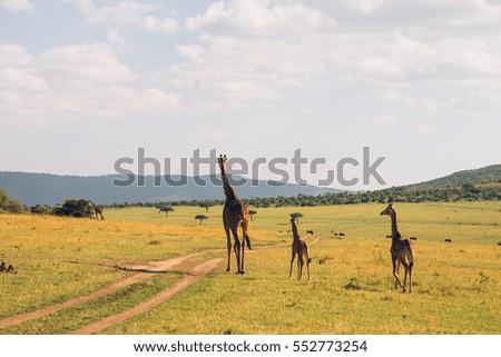 Safari giraffe, Serengeti and Masai Mara National Park, Kenya and Tanzania