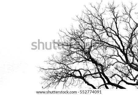 Dead trees,black and white picture