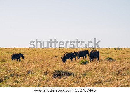 Masai Mara National Park, elephants, wildlife, Kenya, Serengeti